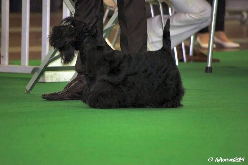 CH. Ty chas skot El rescator dit joffrey - 3eme excellent