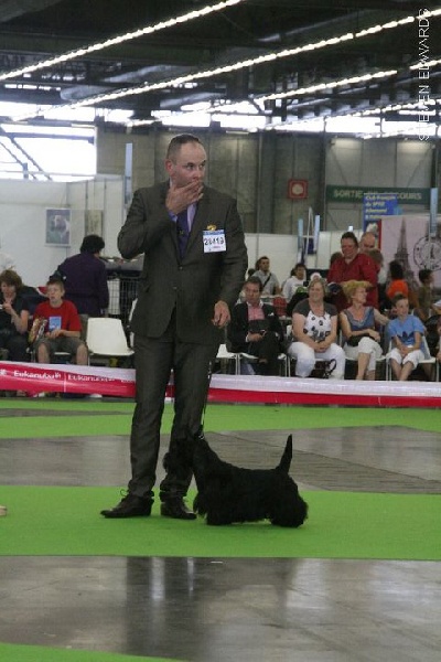 CH. Ty chas skot El rescator dit joffrey - très bon classe intermédiaire mâle