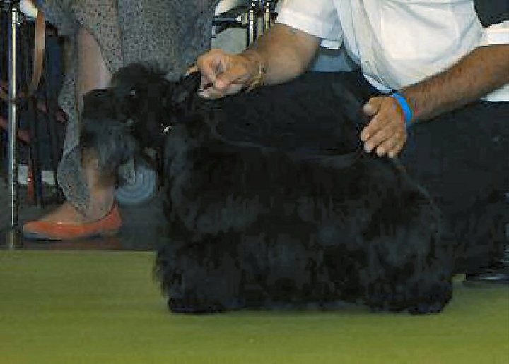 Ty chas skot Dahl mad - très bon classe ouverte femelle