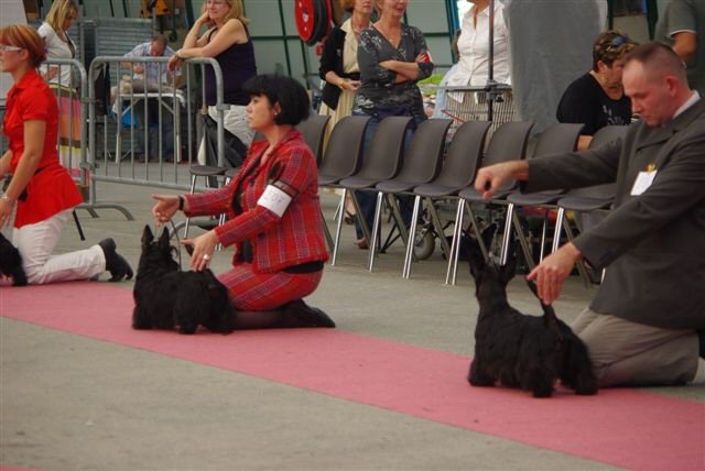 Ty chas skot Dahl mad - excellent en classe jeune femelle