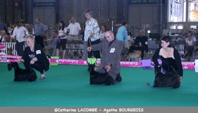 Ty chas skot Dahl mad - 3eme excellent classe intermédiaire femelle