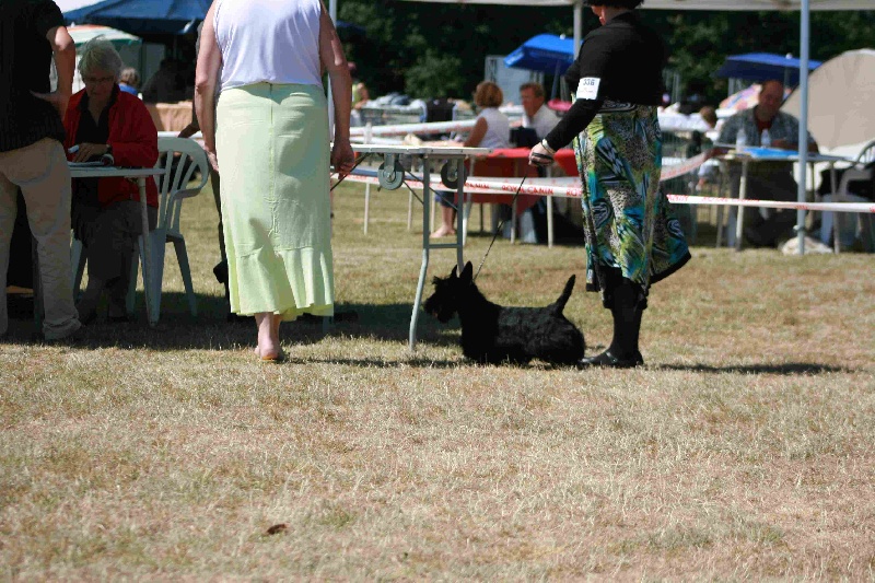 CH. Ty chas skot El rescator dit joffrey - 1er très prometteur classe puppy