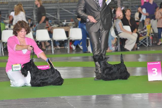 CH. Ty chas skot El rescator dit joffrey - 3eme excellent classe intermédiaire mâle