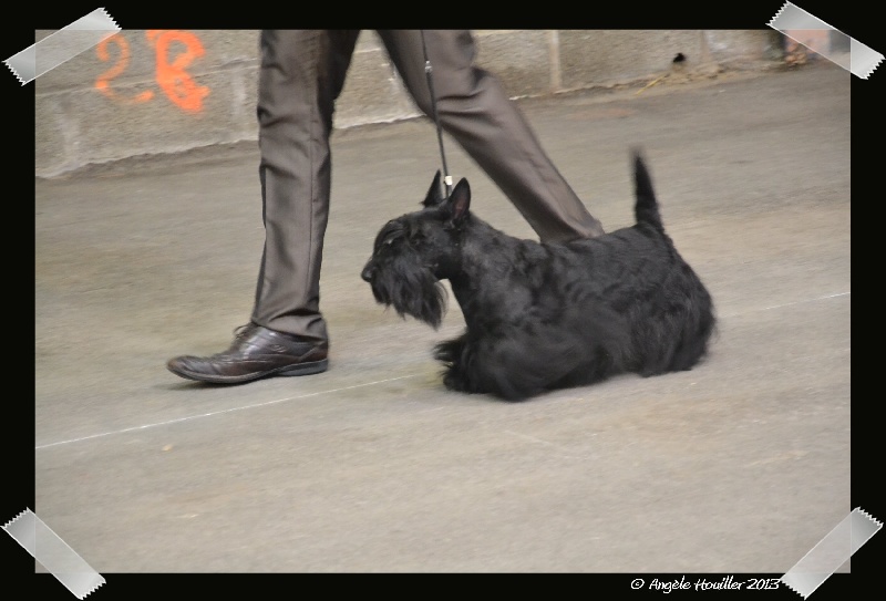 CH. Ty chas skot El rescator dit joffrey - CAC CACIB