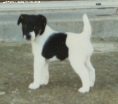 CH. Joy Fox-trot forever