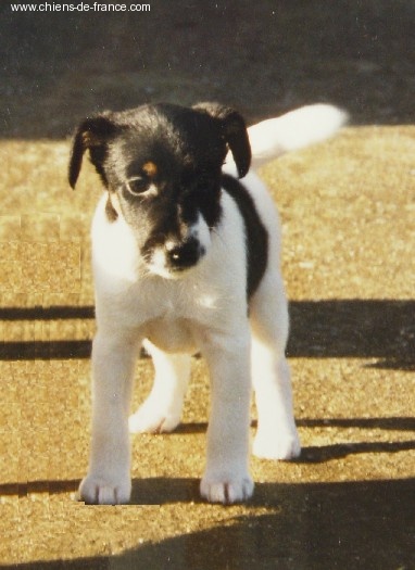 CH. Joy Fox-trot forever