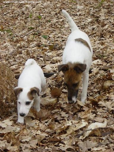 Upsa Bright Fox-trot forever - CACS/CACIB, Meilleur de Race