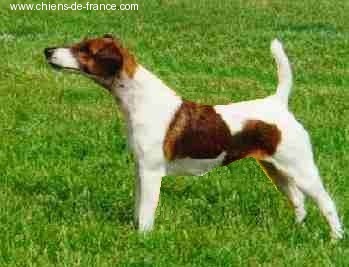 CH. Just-in Fox-trot forever - CHAMPIONNAT de FRANCE - CS