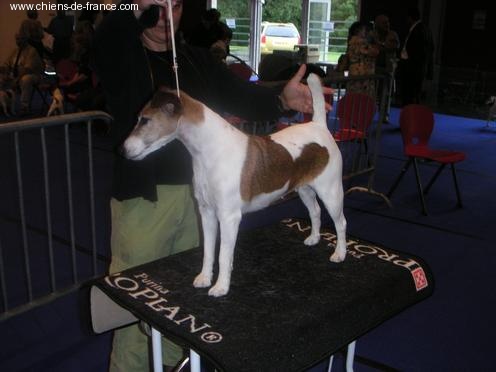 CH. Just-in Fox-trot forever - Nationale