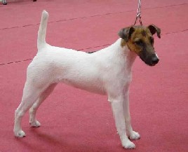 Upsa Bright Fox-trot forever - CHAMPIONNAT DE FRANCE S.C.C