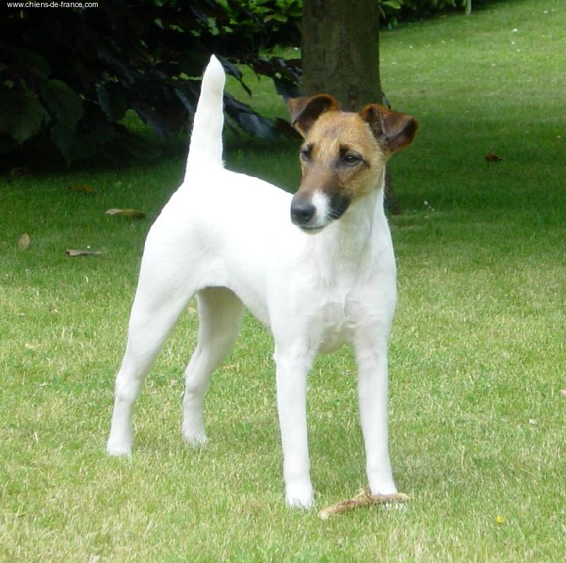 Upsa Bright Fox-trot forever - CACS 1ier Exc. Classe Intermédiaire