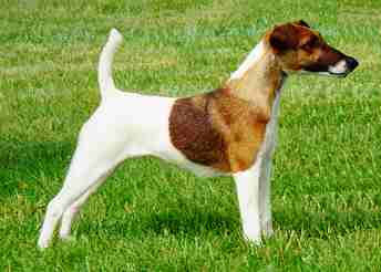 CH. Just-in Fox-trot forever - Nationale