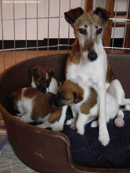 CH. Just-in Fox-trot forever - NAISSANCE Portée