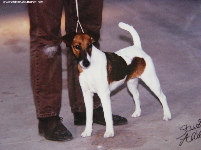 CH. Just-in Fox-trot forever - Nationale