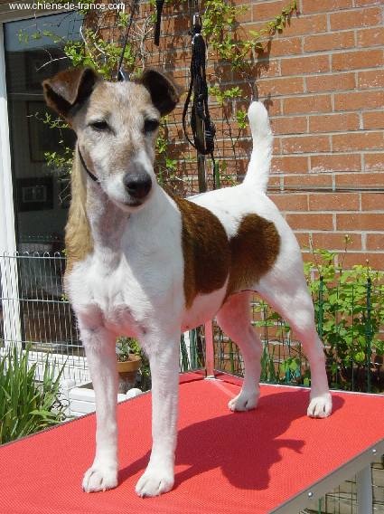 CH. Just-in Fox-trot forever - 1ier Exc. Meilleur Vétéran