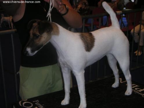 Upsa Bright Fox-trot forever - Nationale