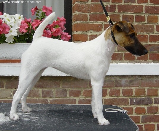 Upsa Bright Fox-trot forever - PORTE OUVERTE - RAF