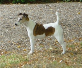 CH. Just-in Fox-trot forever - CHAMPIONNAT DE FRANCE S.C.C