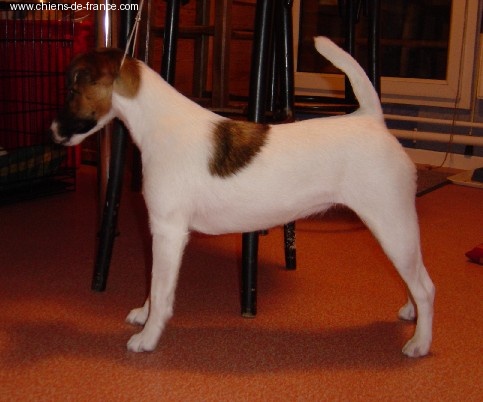 Upsa Bright Fox-trot forever - CACIB