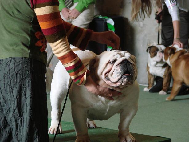 Publication : of Burly bulky bulls