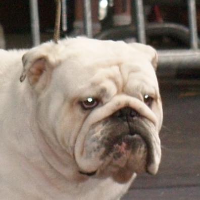 Publication : of Burly bulky bulls