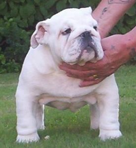 Publication : of Burly bulky bulls