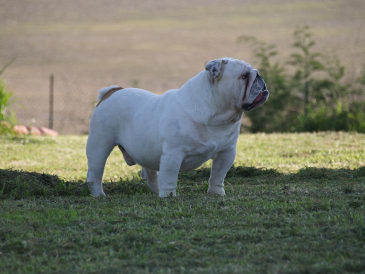 Publication : of Burly bulky bulls