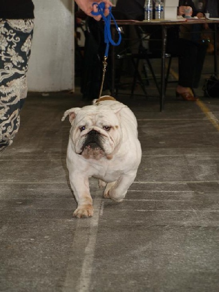 Publication : of Burly bulky bulls