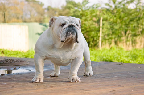 Publication : of Burly bulky bulls