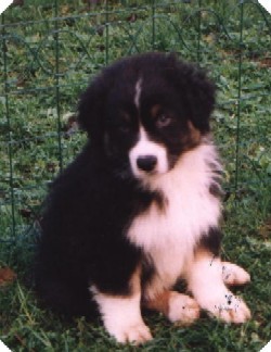 Publication : De mauristasia Auteur : Nancy Schilz