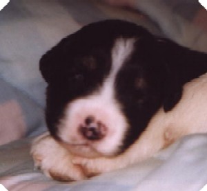 Publication : De mauristasia Auteur : Nancy Schilz