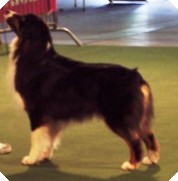 Publication : De mauristasia Auteur : Nancy Schilz