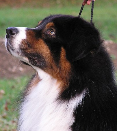 Publication : De mauristasia Auteur : Nancy Schilz