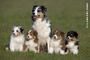 Accueil Elevage Du Clan Mikero Eleveur De Chiens Berger