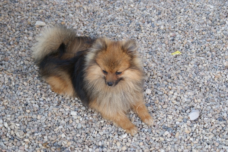 Publication : des Seigneurs de la Vallée de l'Isle Auteur : MDR