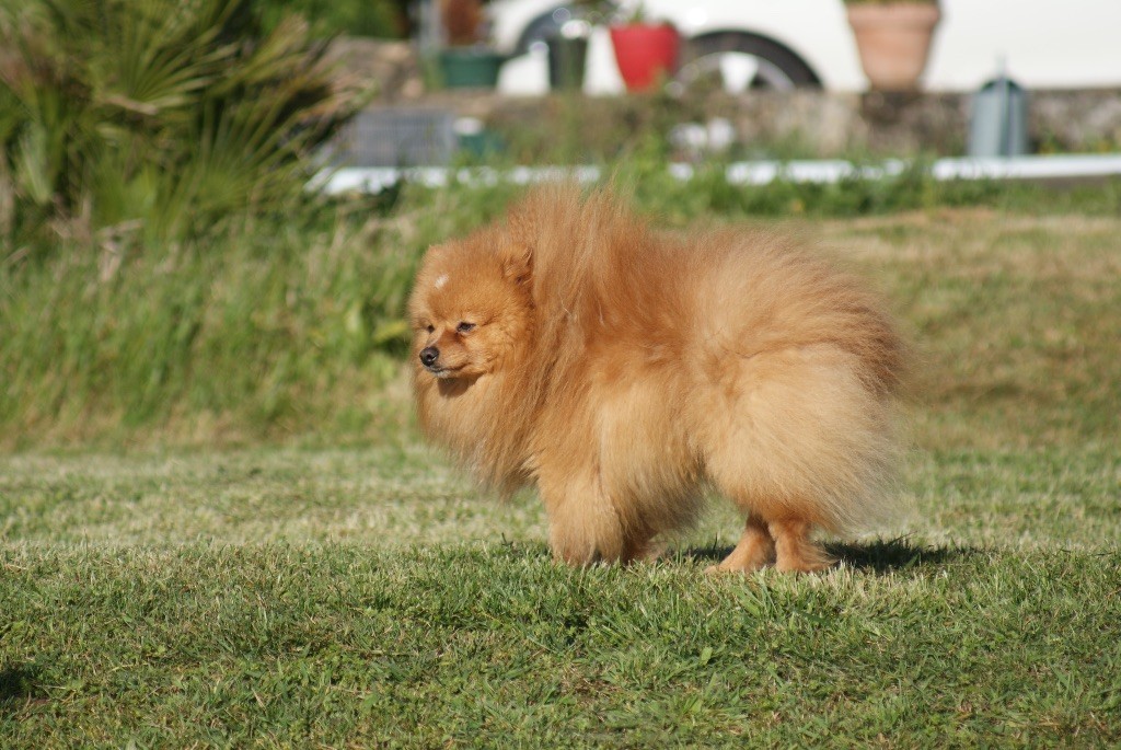 S rad des Seigneurs de la Vallée de l'Isle