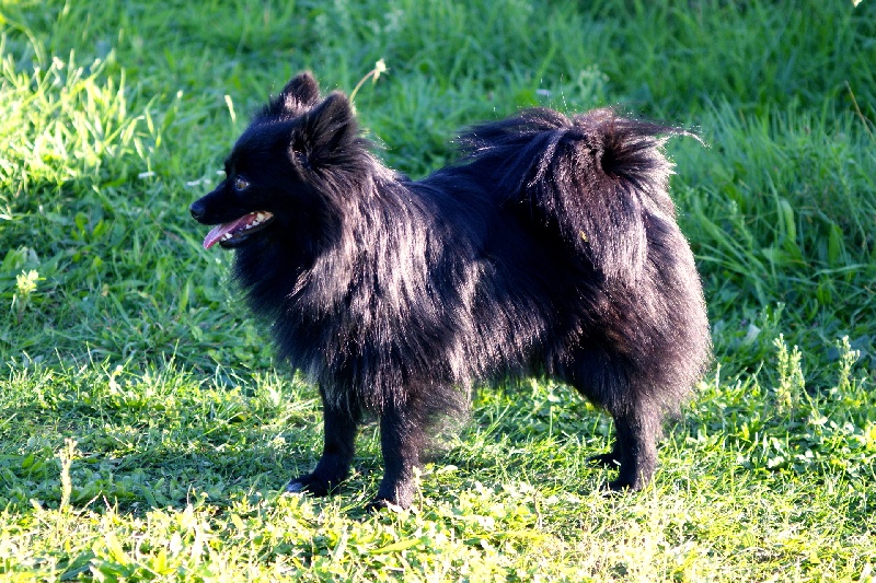 Publication : des Seigneurs de la Vallée de l'Isle Auteur : MDR