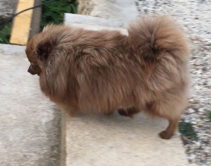 Publication : des Seigneurs de la Vallée de l'Isle Auteur : MDR