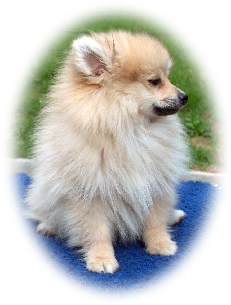 Publication : des Seigneurs de la Vallée de l'Isle