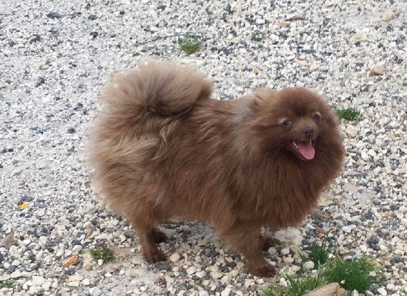 Publication : des Seigneurs de la Vallée de l'Isle Auteur : MDR