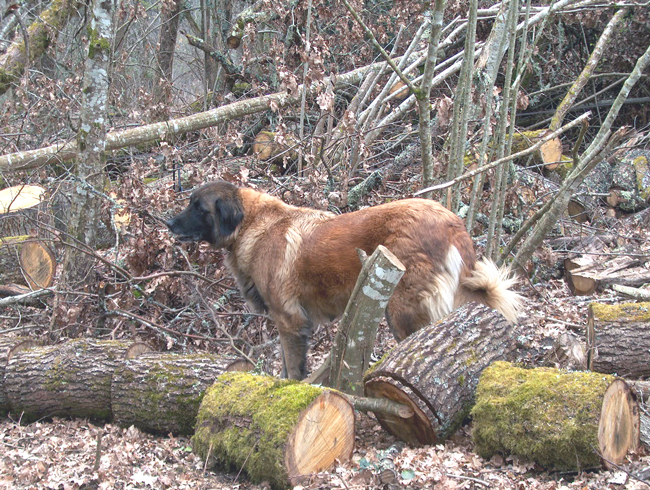 Publication : des Seigneurs de la Vallée de l'Isle