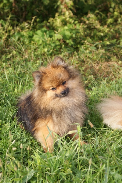 Publication : des Seigneurs de la Vallée de l'Isle Auteur : MDR