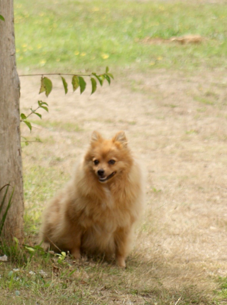 Uma des Seigneurs de la Vallée de l'Isle