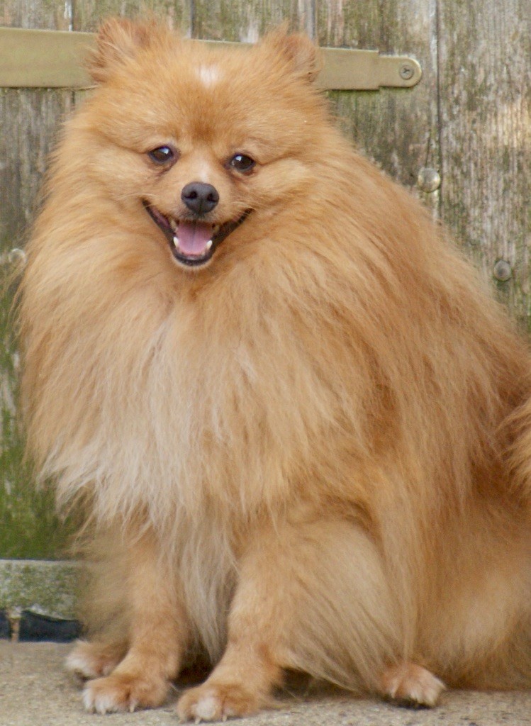 S rad des Seigneurs de la Vallée de l'Isle