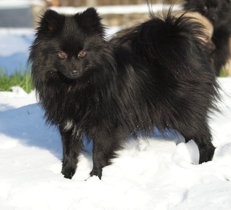 Publication : des Seigneurs de la Vallée de l'Isle Auteur : MDR