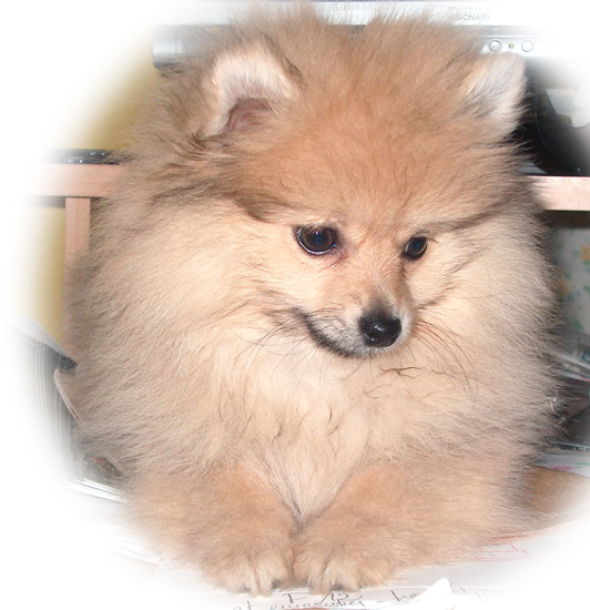 Publication : des Seigneurs de la Vallée de l'Isle