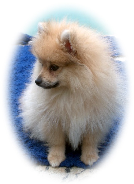 Publication : des Seigneurs de la Vallée de l'Isle