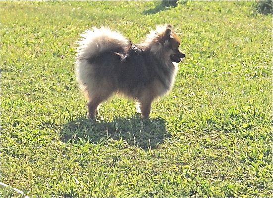 Publication : des Seigneurs de la Vallée de l'Isle Auteur : MDR