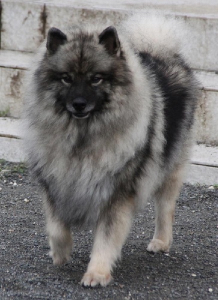 Publication : Of bloom white