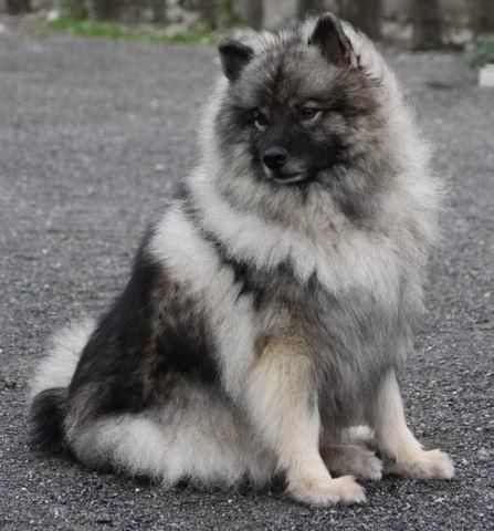 Publication : Of bloom white